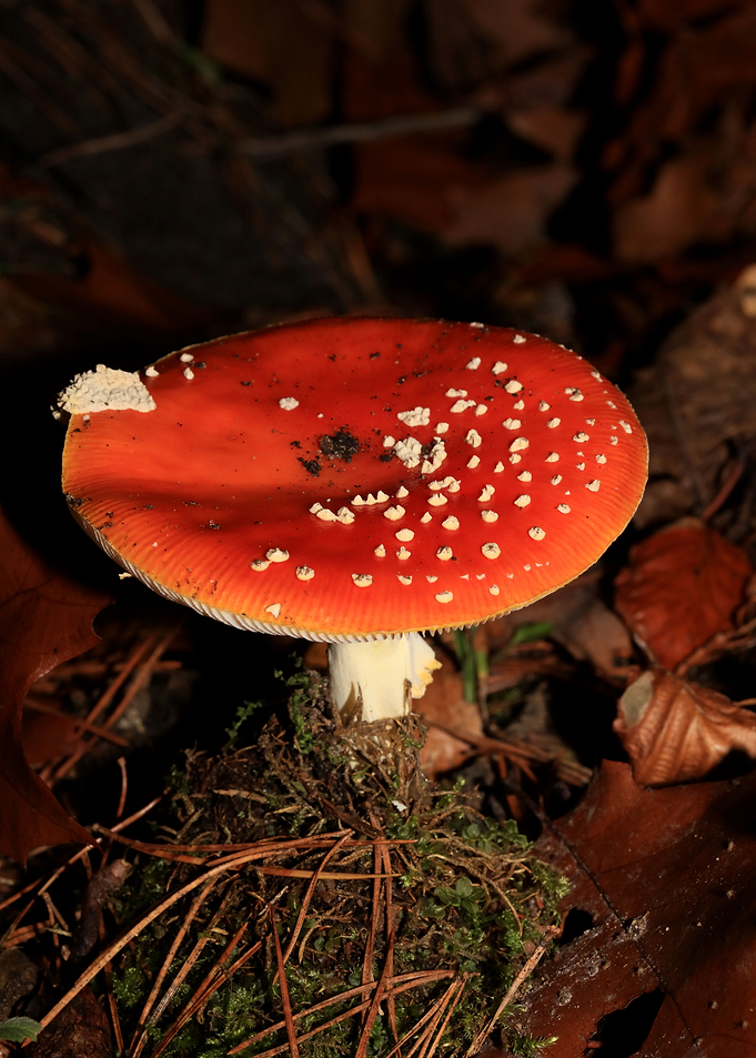 Amanina fly agaric macro