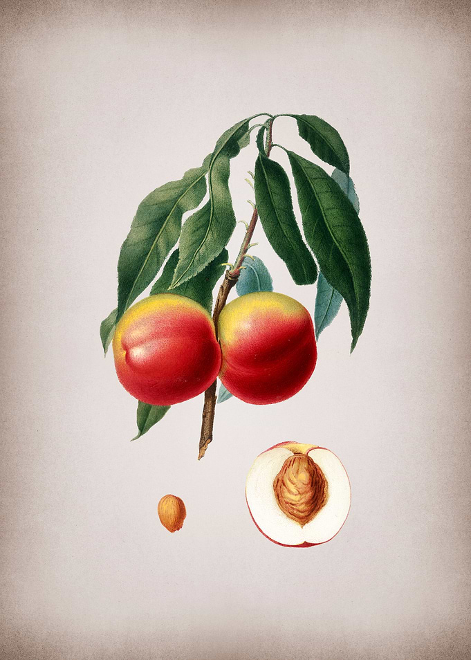 Vintage Peach Fruit Food