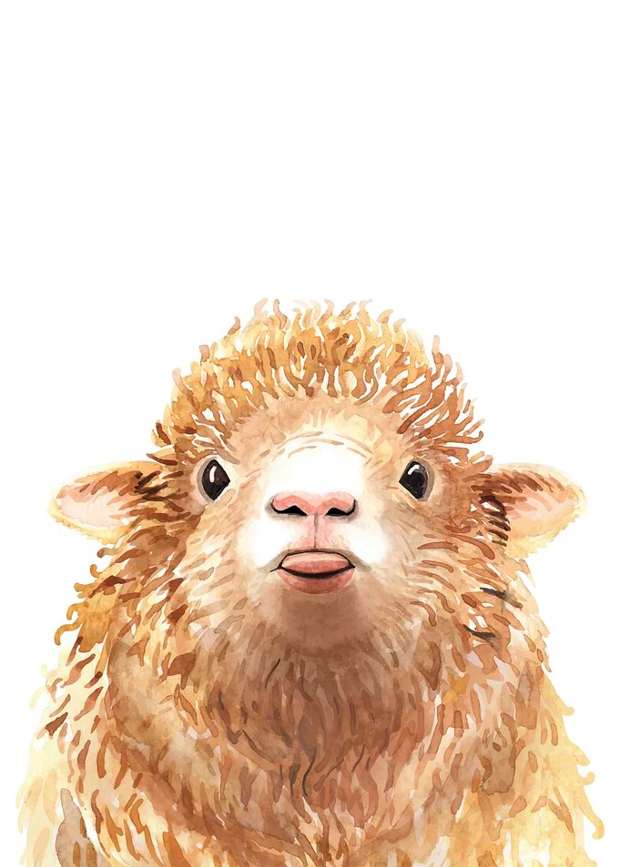 Sheep