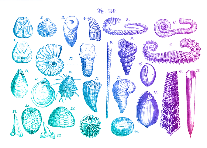 Shells and fossils