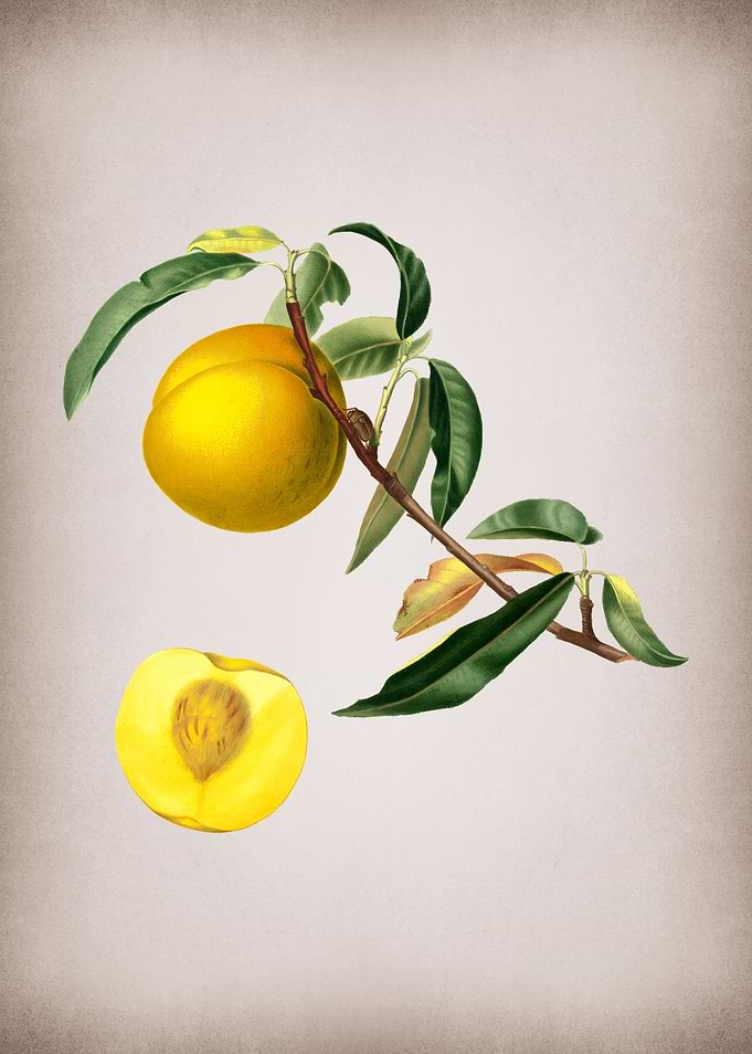 Vintage Peach Fruit Food