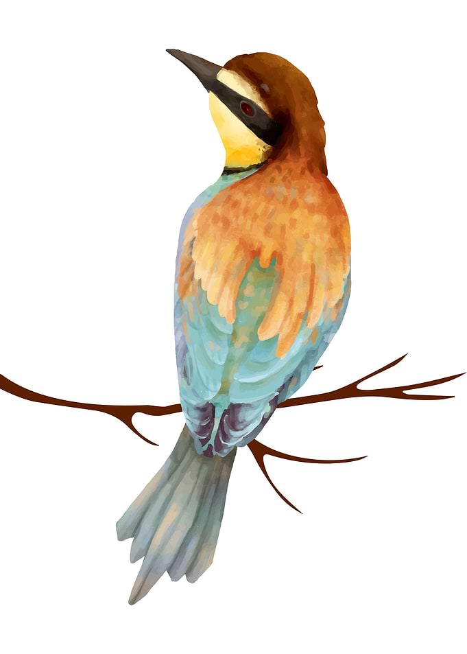 Birds