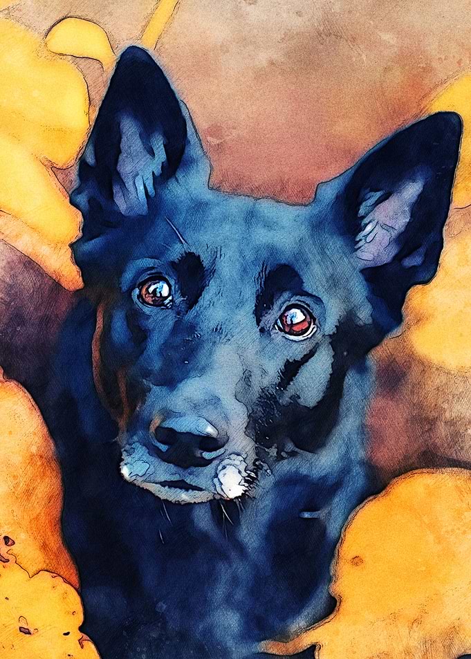 Dog