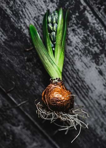 Onion tears