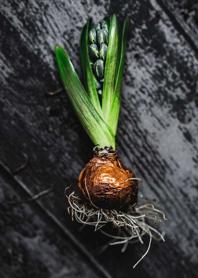 Onion tears