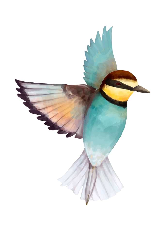 Birds