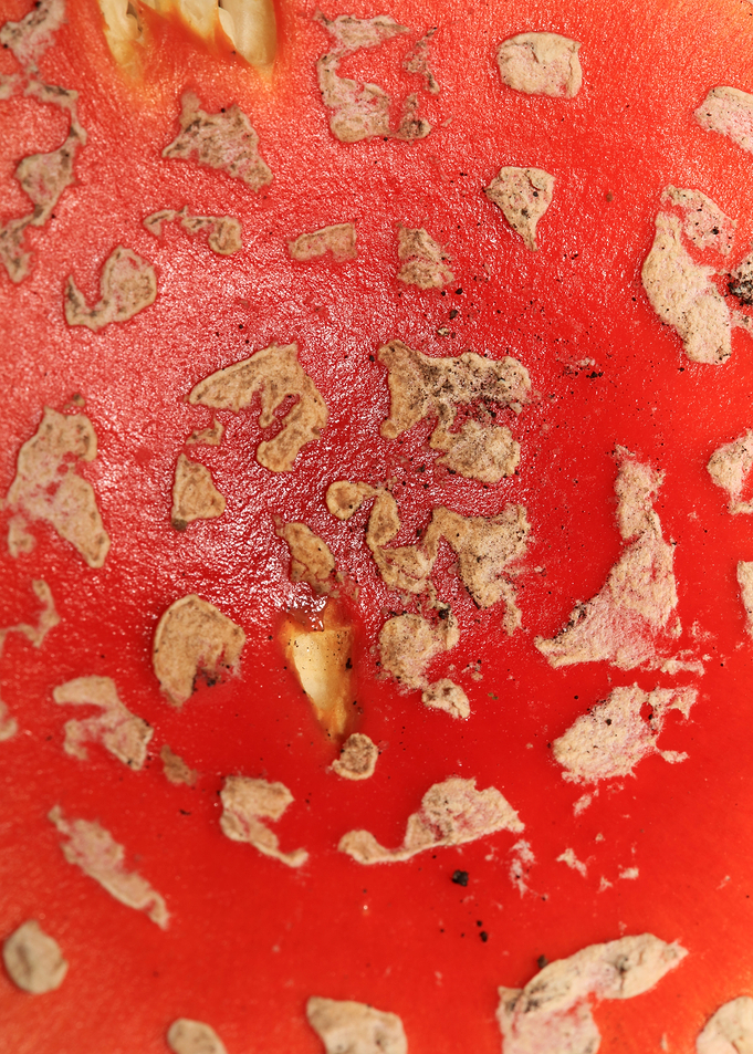 Amanina fly agaric macro
