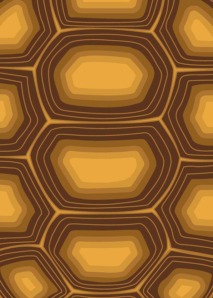 sulcata tortoise shell