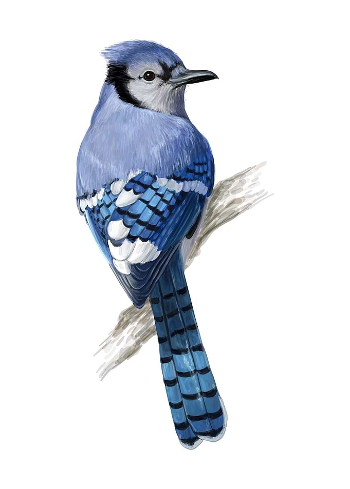 Birds
