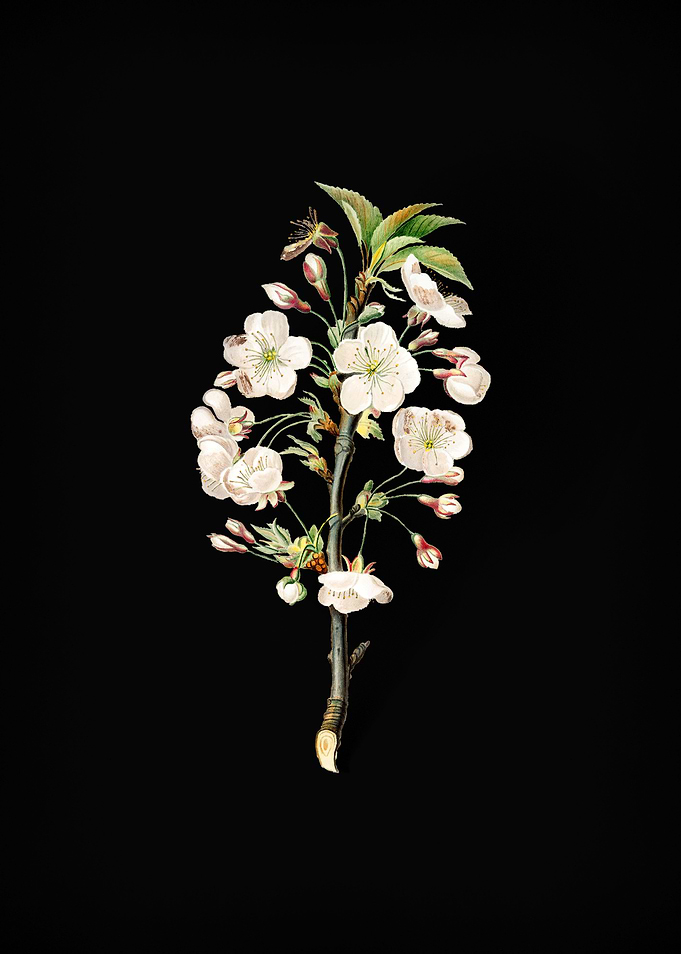Vintage Pear Tree Flowers