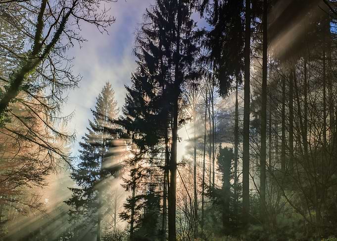 Sunrise Forest Pine North