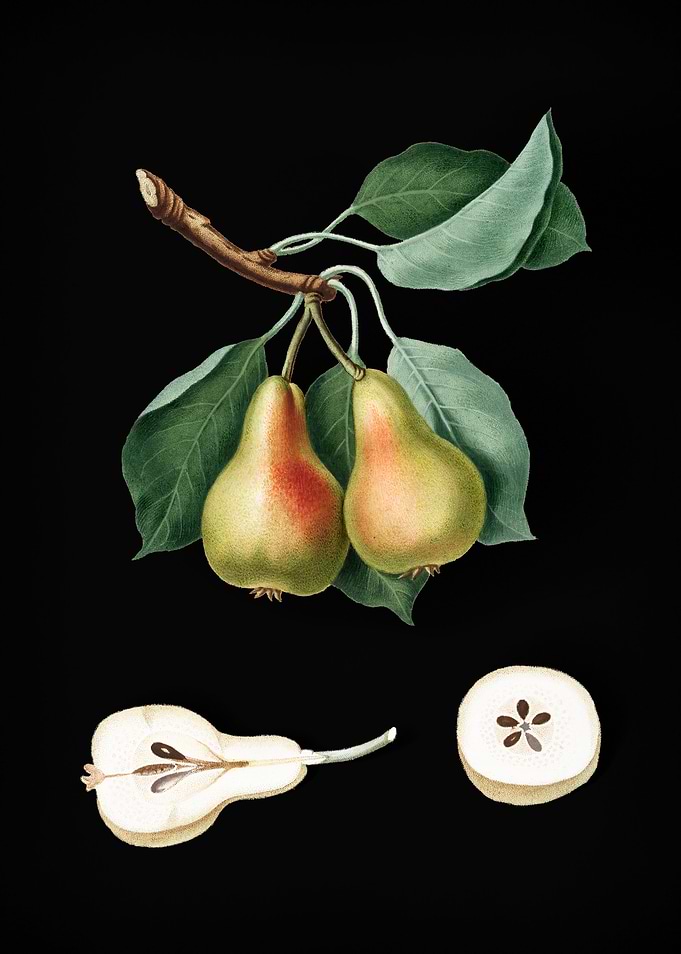 Vintage Pear Fruit Plant
