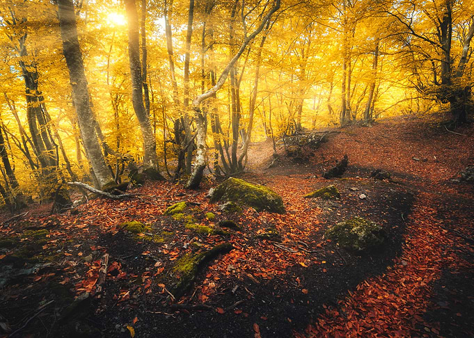 Autumn 8