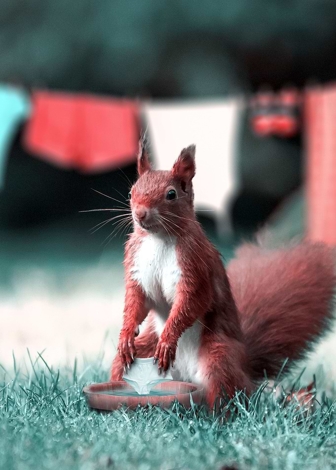 Daily Squirrel Wash