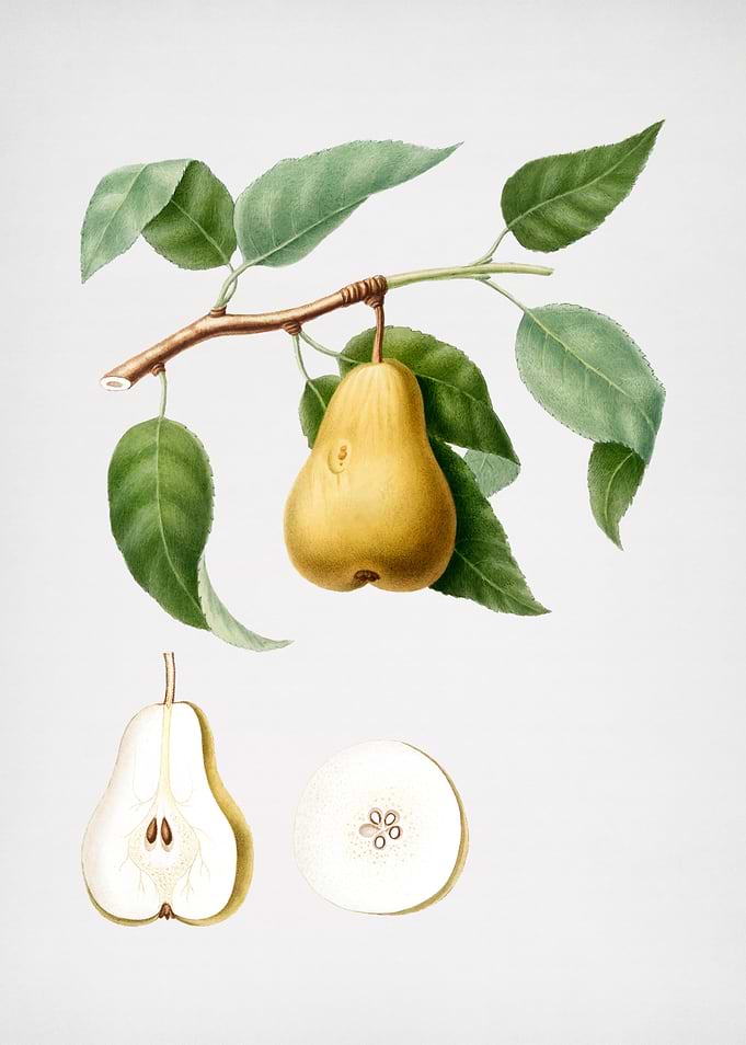 Vintage Pear Fruit Food