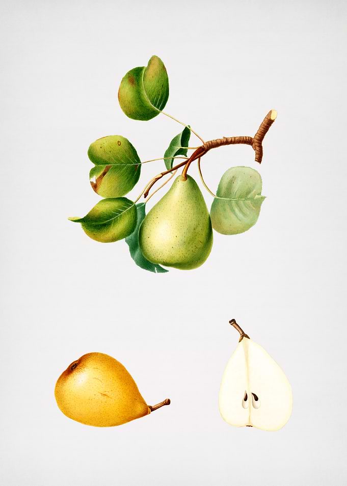 Vintage Pear Fruit Food