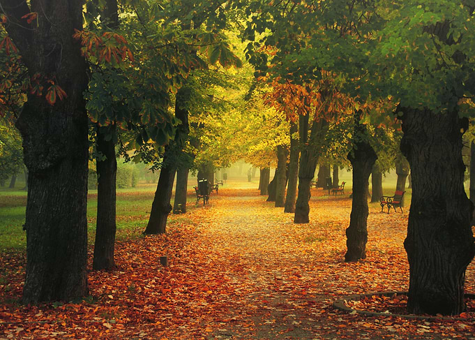 Autumn park trees