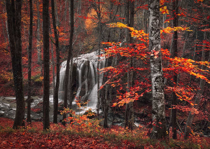 Autumn forest landscape