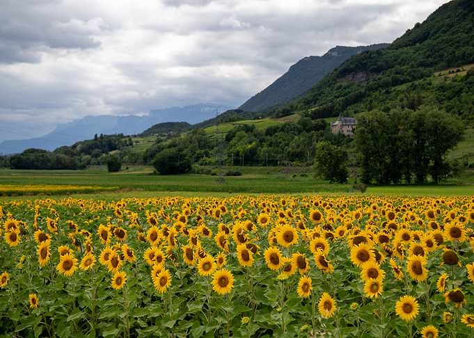 Sunflowers Field Mountains