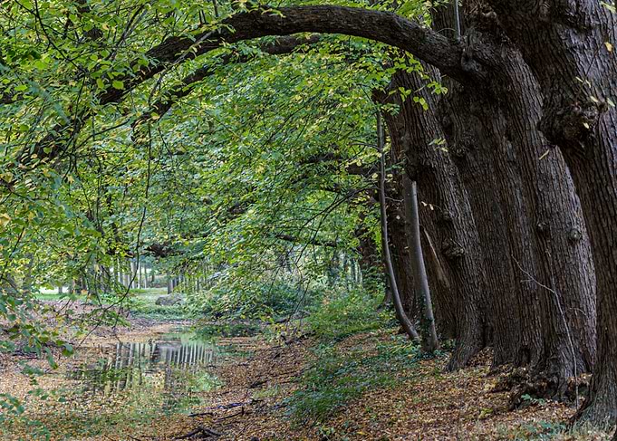 Curved autumn trees