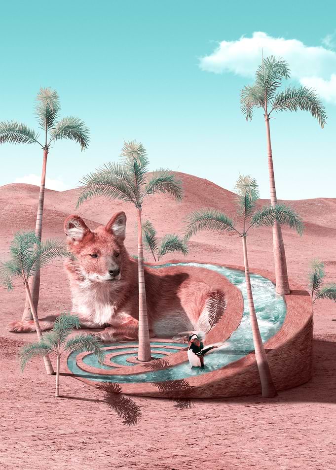 Oasis