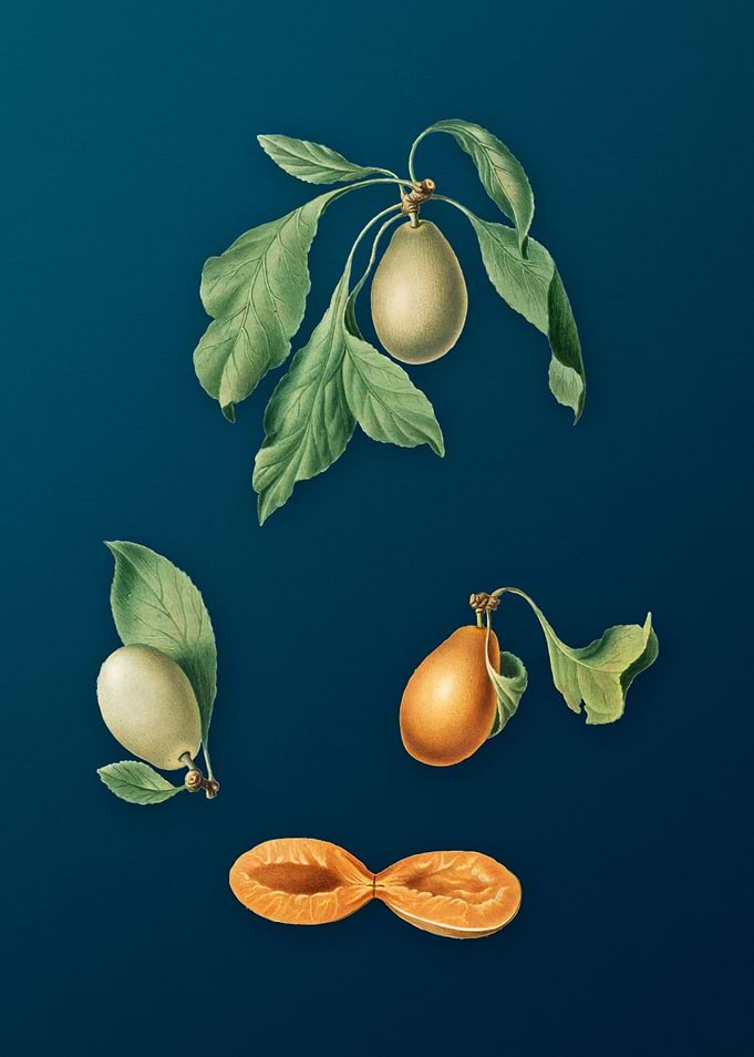 Vintage Prune Fruit Art