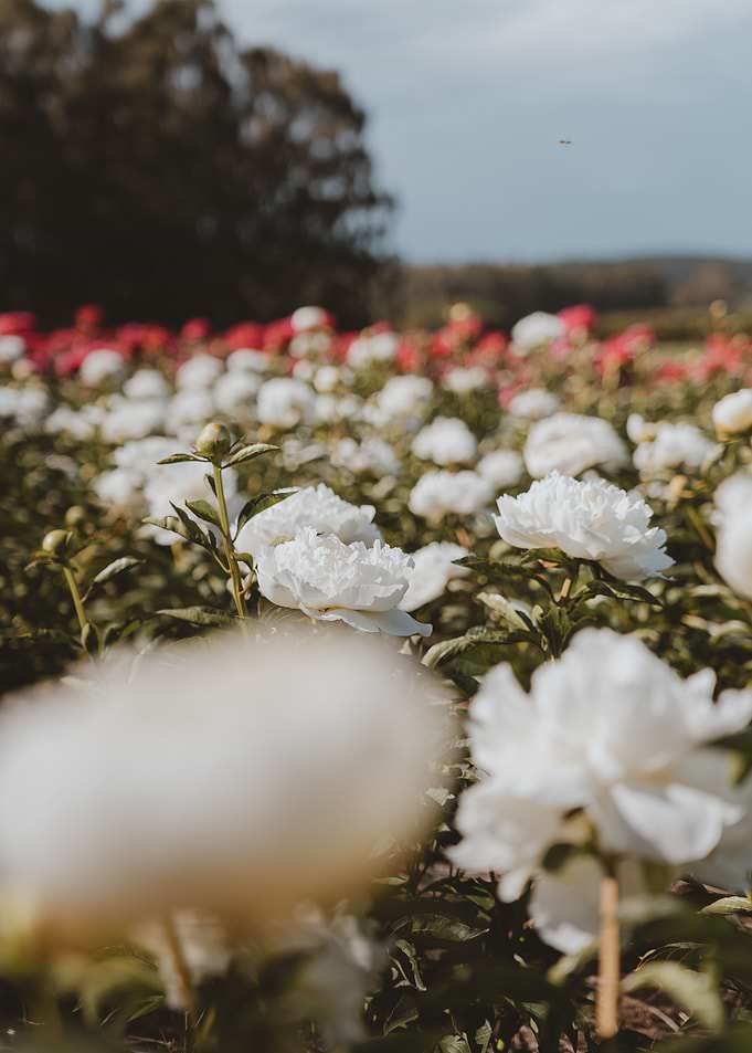 Peonies garden