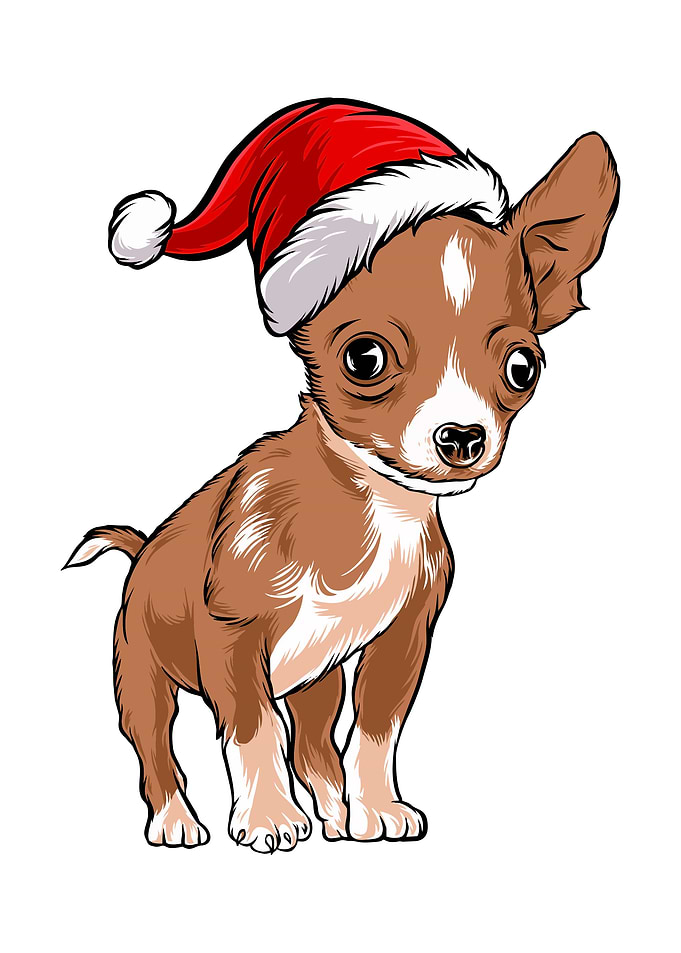 Dachshund