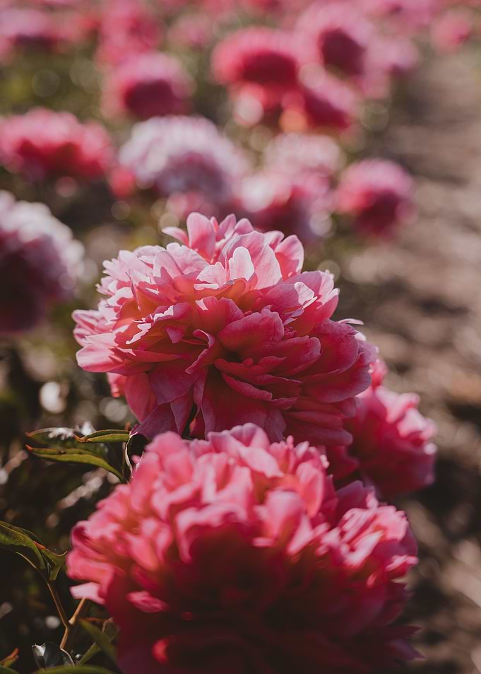 Peonies garden