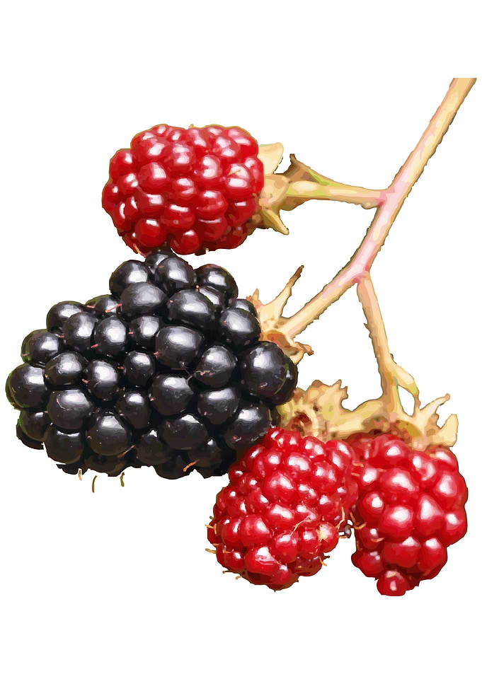 Blackberries