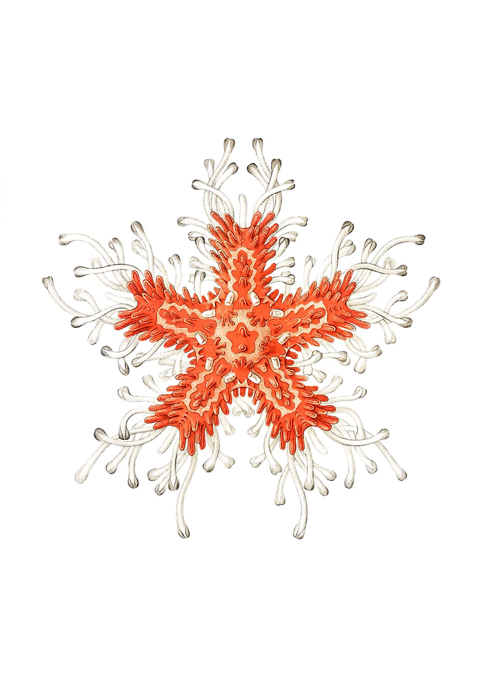 Vintage starfish