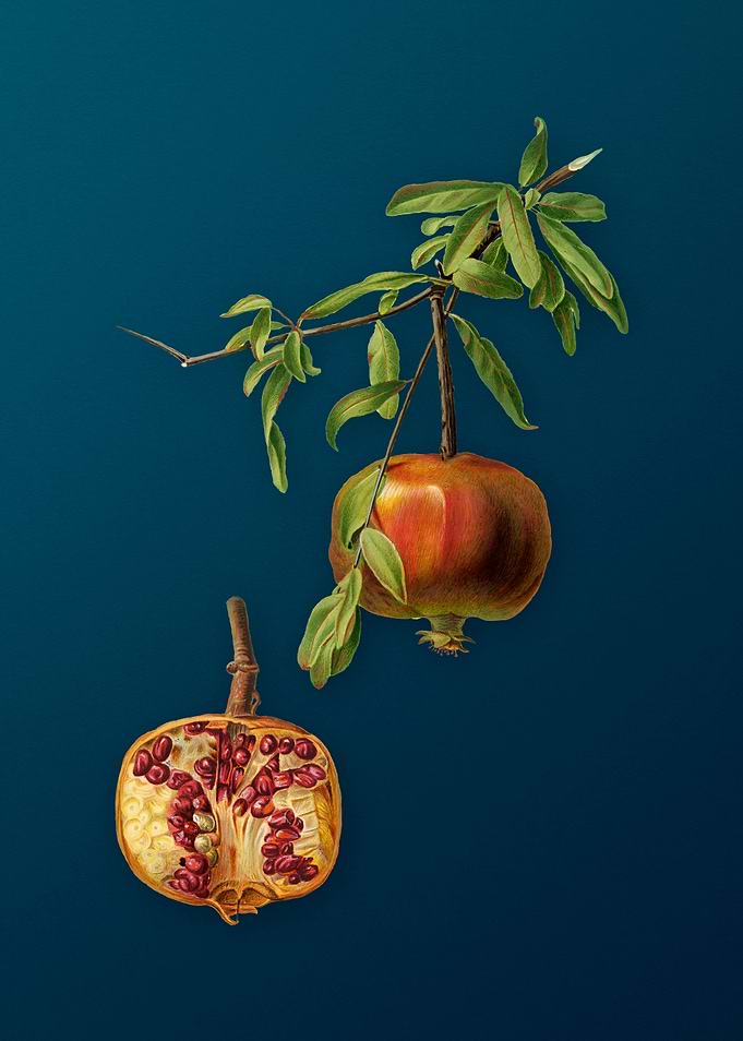 Vintage Pomegranate Fruit