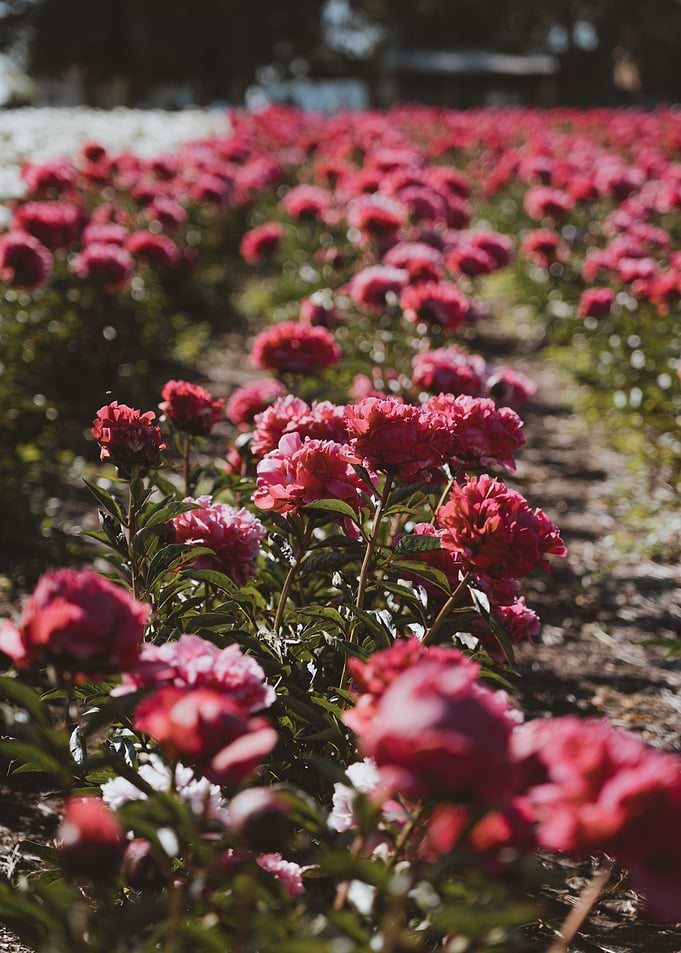Peonies garden