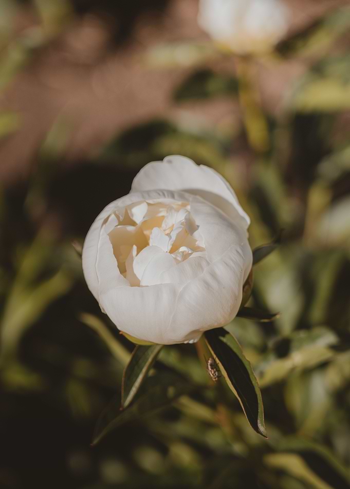 Peonies garden