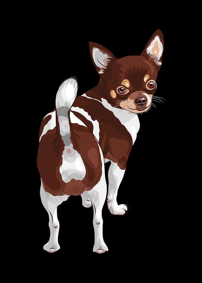Dachshund