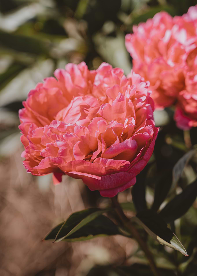 Peonies garden