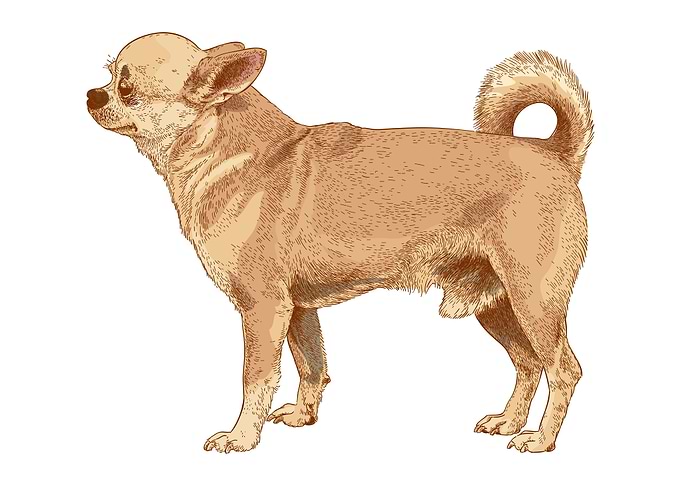Dachshund