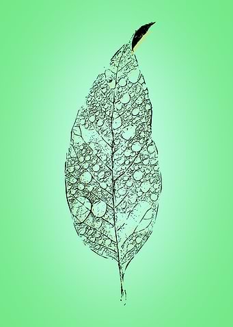 Fallen Leaf
