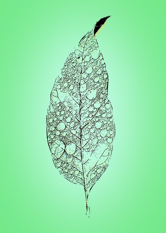 Fallen Leaf
