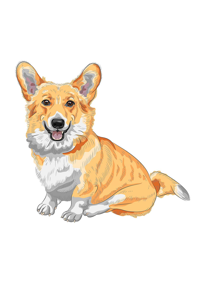 Corgi