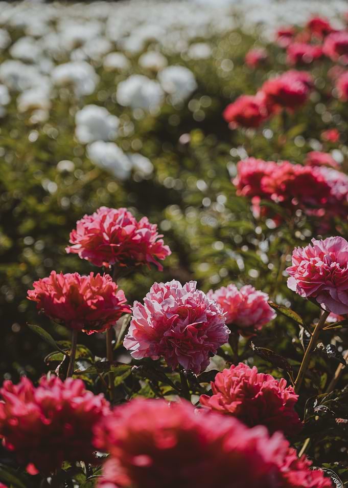 Peonies garden