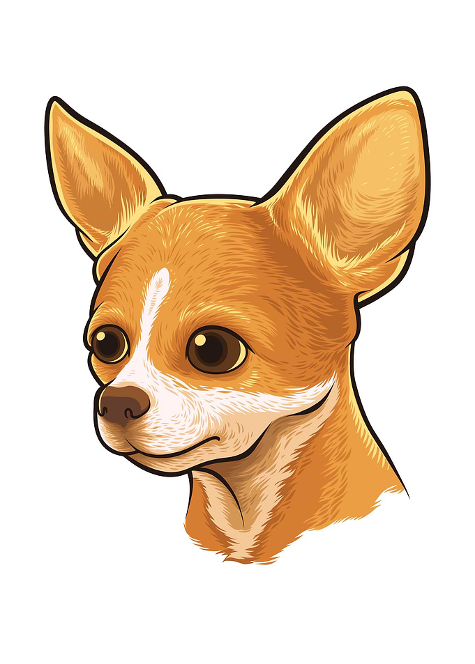 Dachshund