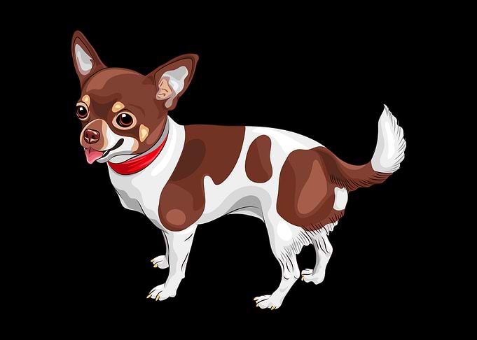 Dachshund