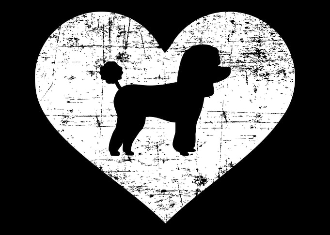Poodle