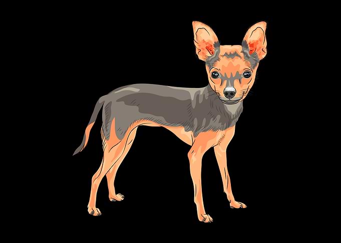 Dachshund