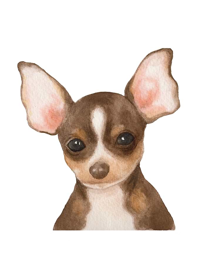 Dachshund