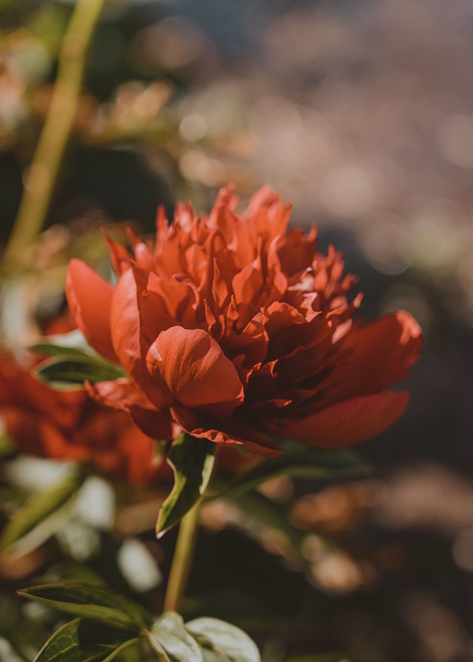 Peonies garden