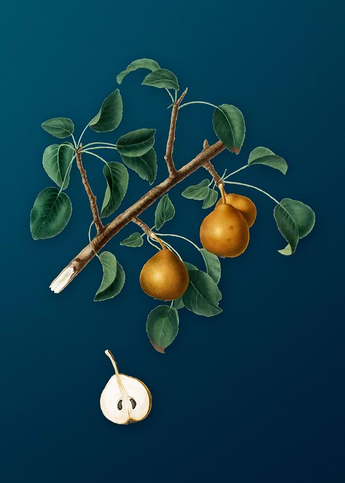 Vintage Seckel Pear Fruit