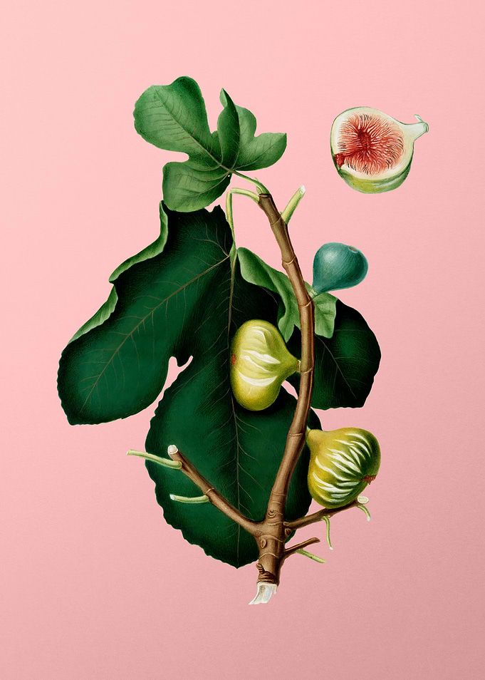 Vintage White Peel Fig Art