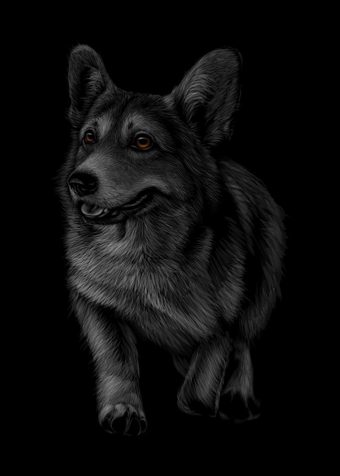 Corgi